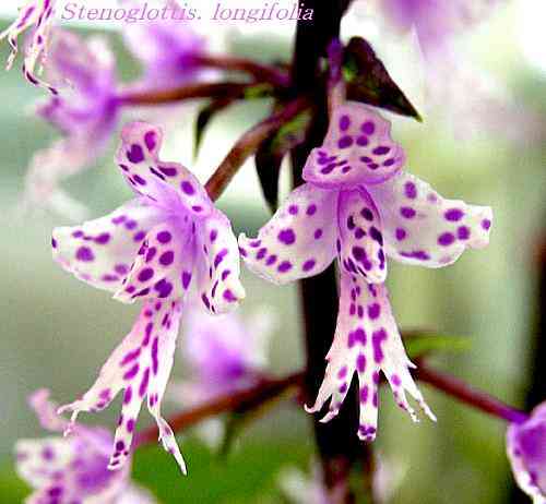 Stenoglottis longifolia